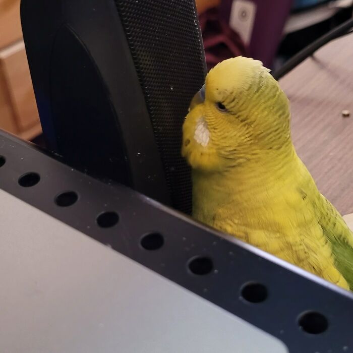 Crank Up The Music, Mister DJ