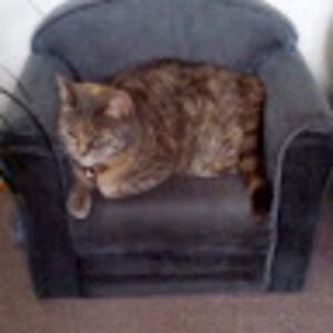 jackiebromley avatar