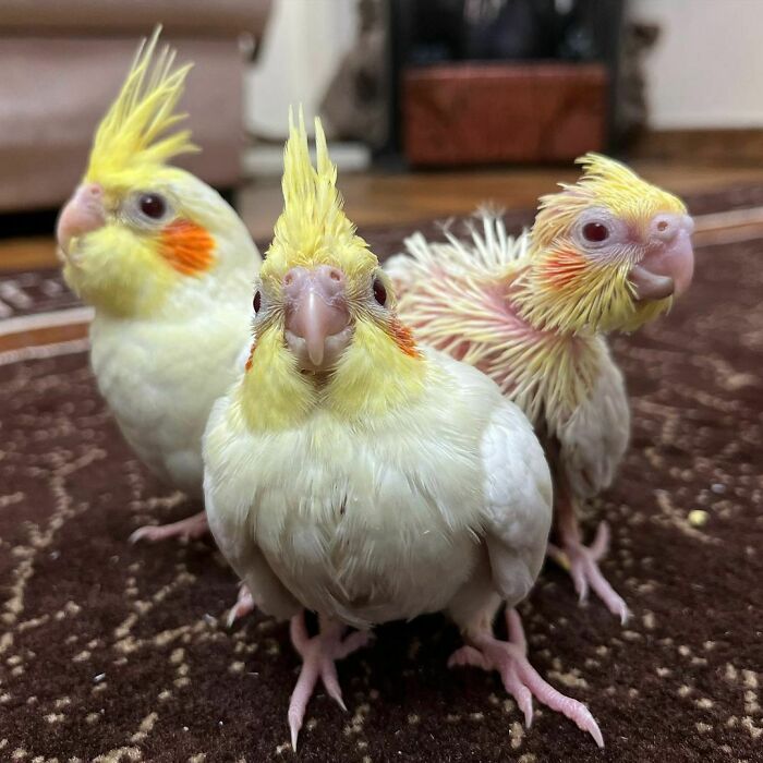 Tiny Snooze Gang Back At It Again