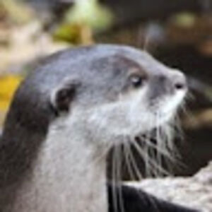 darkblueotter avatar