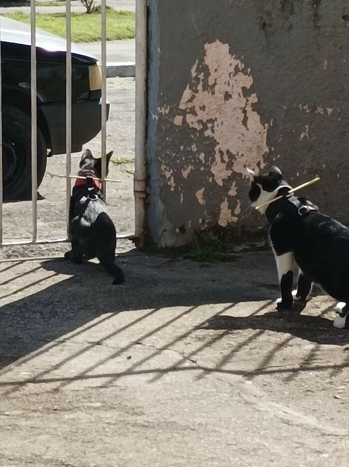 Stick Attached To Cats Preventing Them From Stepping Out