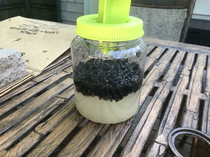 One Of Two Fly Traps I Set Out Saturday Evening