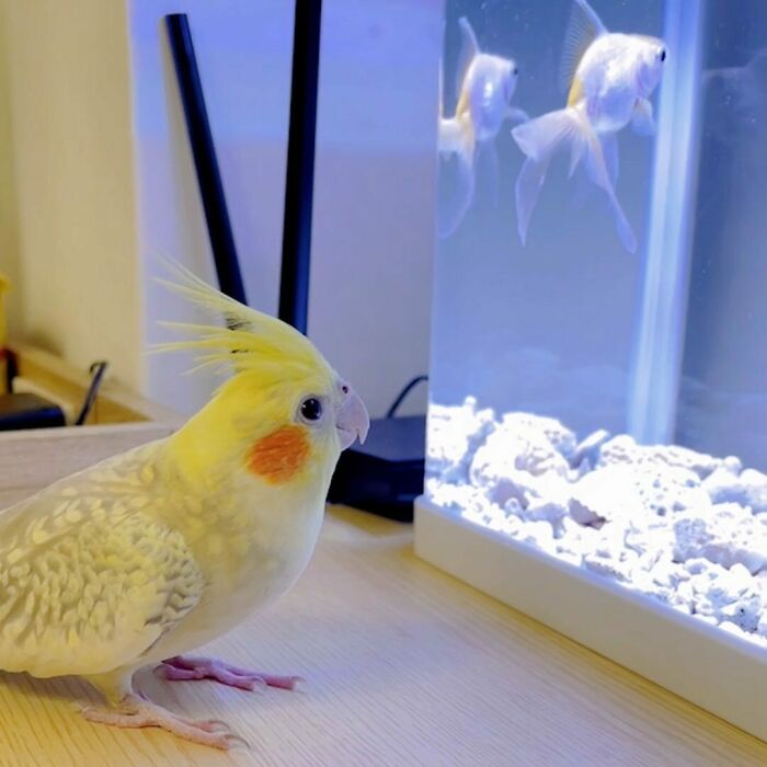 Eh Boss? I Think I've An Inventive Solution Regarding The Pile Of Corpses In The Garage