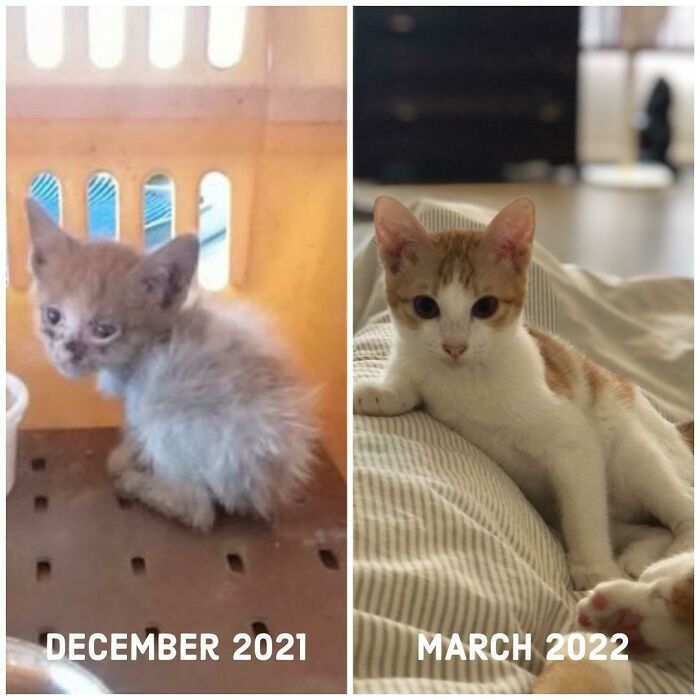 Found Crying Inside The Car’s Engine. Took An Hour To Extract Her Out. She Is Now Called Nori