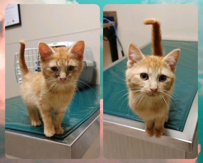 My Friend Found A Sickly Kitten While Delivering Packages. Here's A Pic Of His First Day At The Vet vs. His Recheck Appointment
