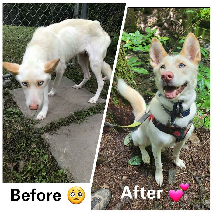 Iris Was Found As A Starving And Terrified Stray Wandering With Her 6 Pups In Rural Virginia