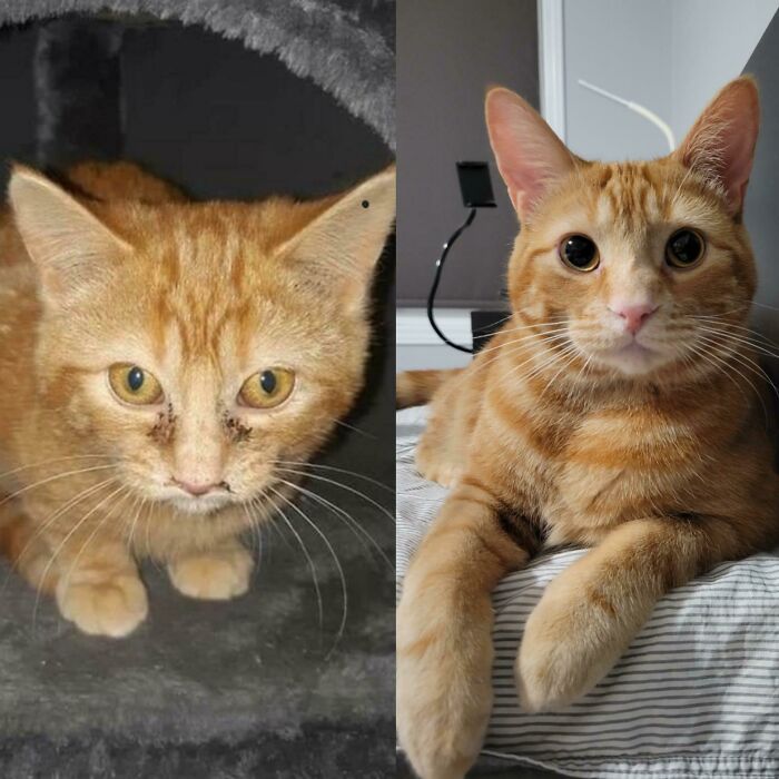 From Found On The Street To Snuggling In The Sheets 