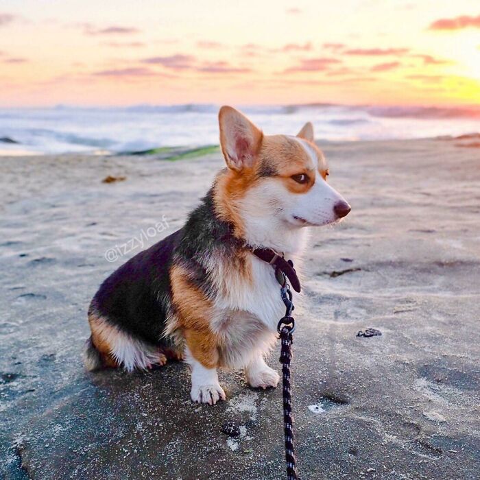 “Does Your Dog Bite?” “No, It’s Worse. She Judges”