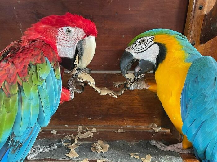 Sharing Some Cardboard