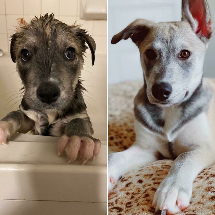 When I Picked Up Kovu And His Two Siblings At 5 Weeks Old And Brought Them To Our Rescue, They Were Skinny, Wormy, Covered In Fleas 