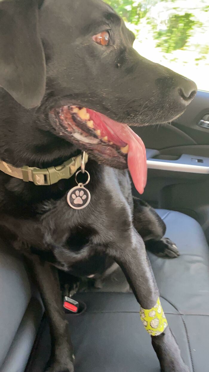 My Dog Is Officially Cancer Free!