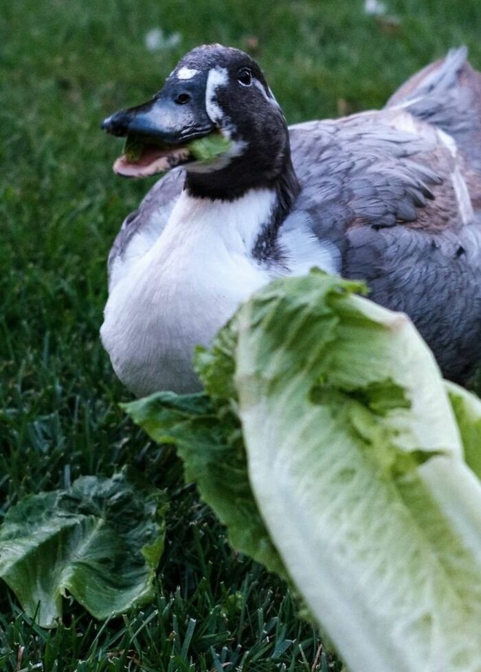 This Little Ham Loves Her Some Romaine Lettuce!