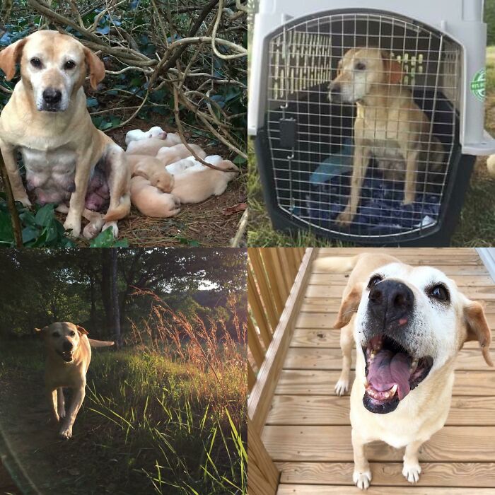 The Difference That 2 Years Makes. Happy Belated Gotcha Day Marley!