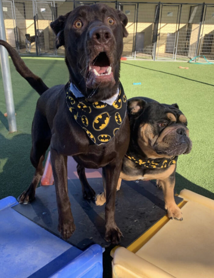 My Dog's Daycare Captured This Gem 