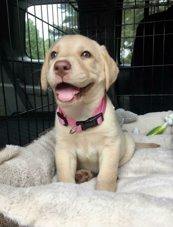 Everyone, Meet Butter Bean