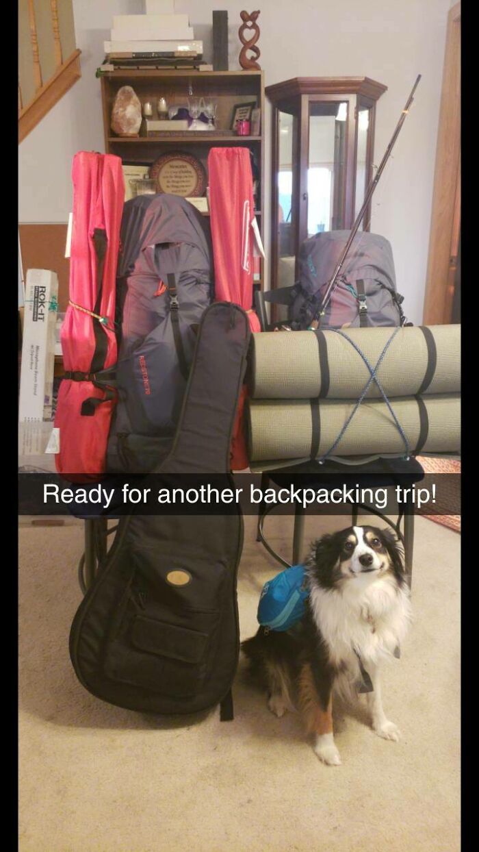 Doggo Knows What's About To Happen