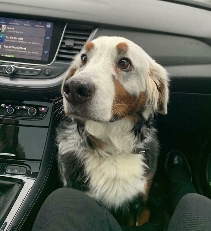 This Is Fanny. She Has A Rare Skin Condition Called Vitiligo, Causing Her Hair To Depigment
