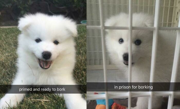 Poor Imprisoned Borking Boy