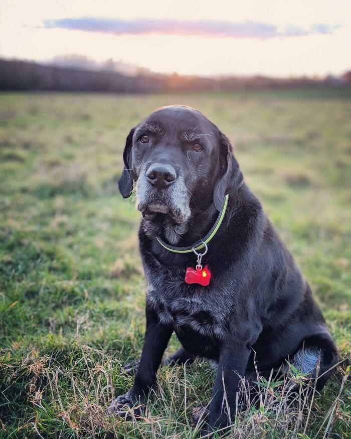 This Guy Is Almost 10 Years Old. His Back Legs Are Going, His Beard Is Grey And His Walks Are At Least 70% Slower Than They Once Were. But Minutes After This Photo He Rolled In Fox Poop. Some Things Never Change. 10/10 Still The Best Boy