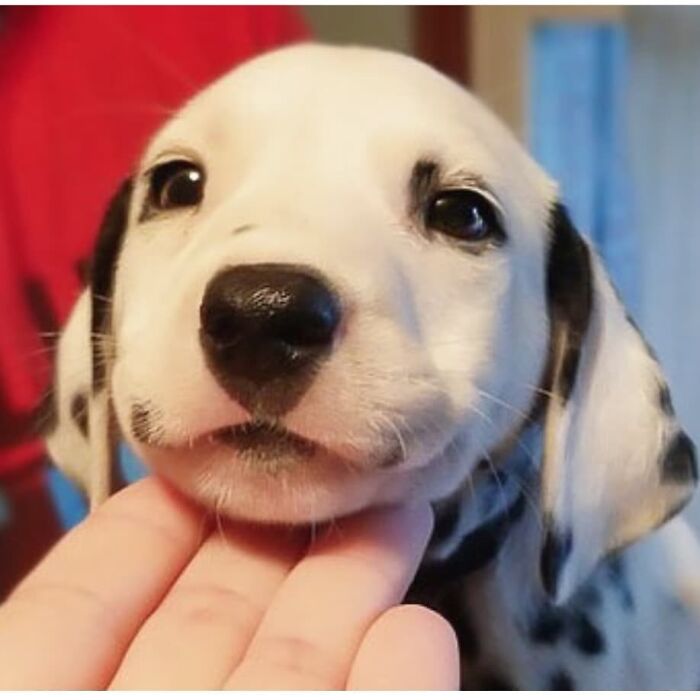 Look At This Gorgeous Happy Face!!