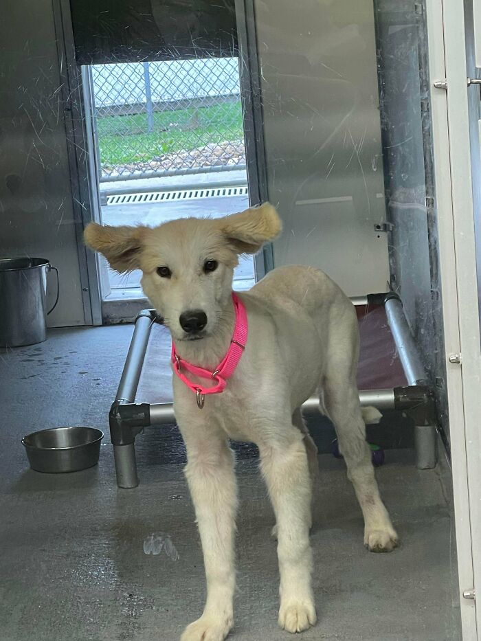 I Was Told My New Rescue Pup Has The Rarest Of Ears