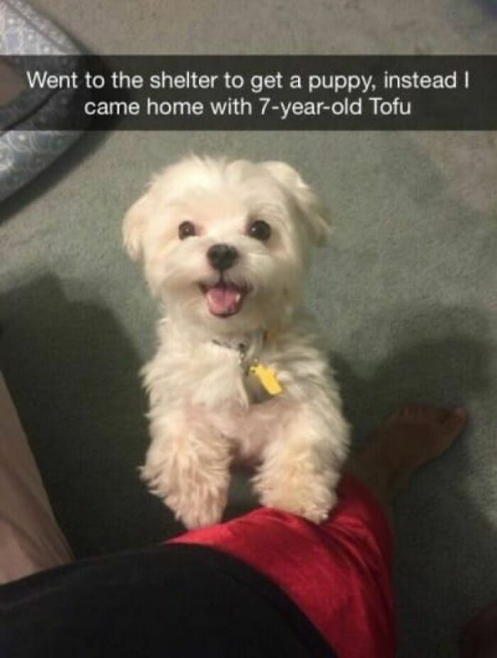 These Are Overwhelmingly Cute