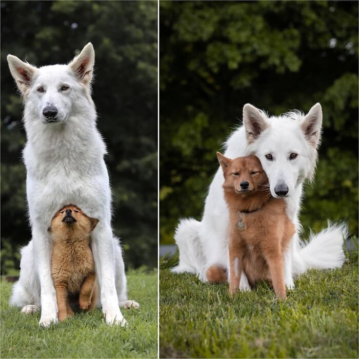 Pupper Does A Grow From 8 Weeks To Nearly A Year