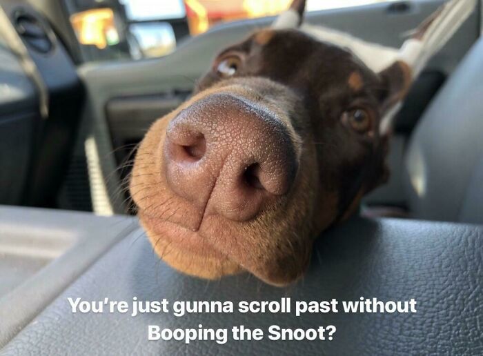 Puppy Snoot!
