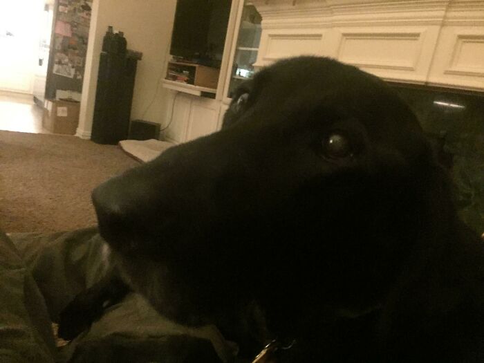 His Name Is Woodrow. He’s 14 And Very Ill, Wednesday Is His Last Day, But He’ll Always Be A Good Doggo. He Loves To Sit By The Fire And On The Couch