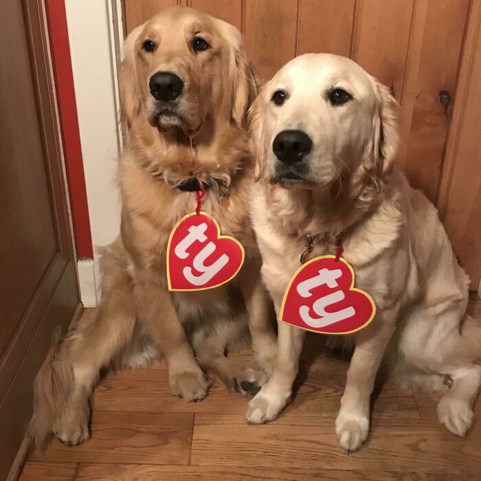 The Rarest Beanie Babies Ever Sold