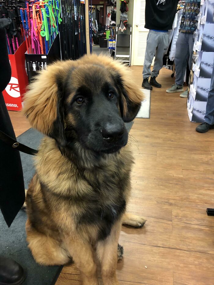 This Is Sully, He Came Into My Work Today And Let Everyone Pet Him