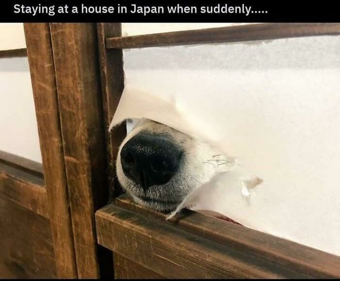 You Don't Need To See The Entire Dog To Know It's A Good Boy