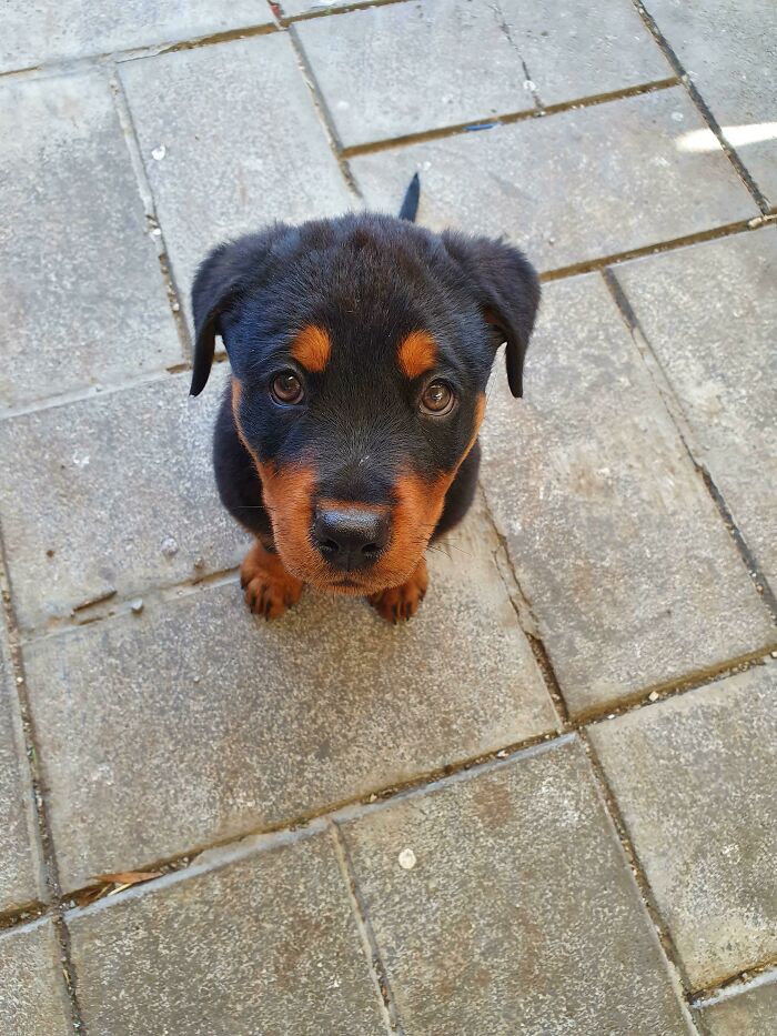 She Finally Learned What Sit Means