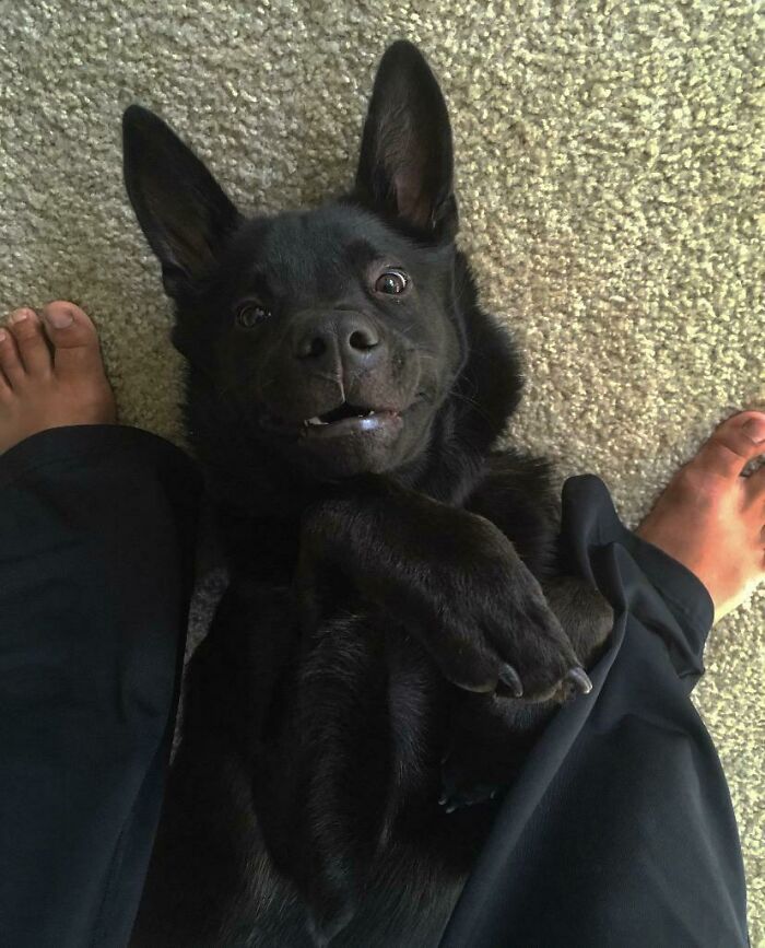 Found A Giant Bat On My Floor!