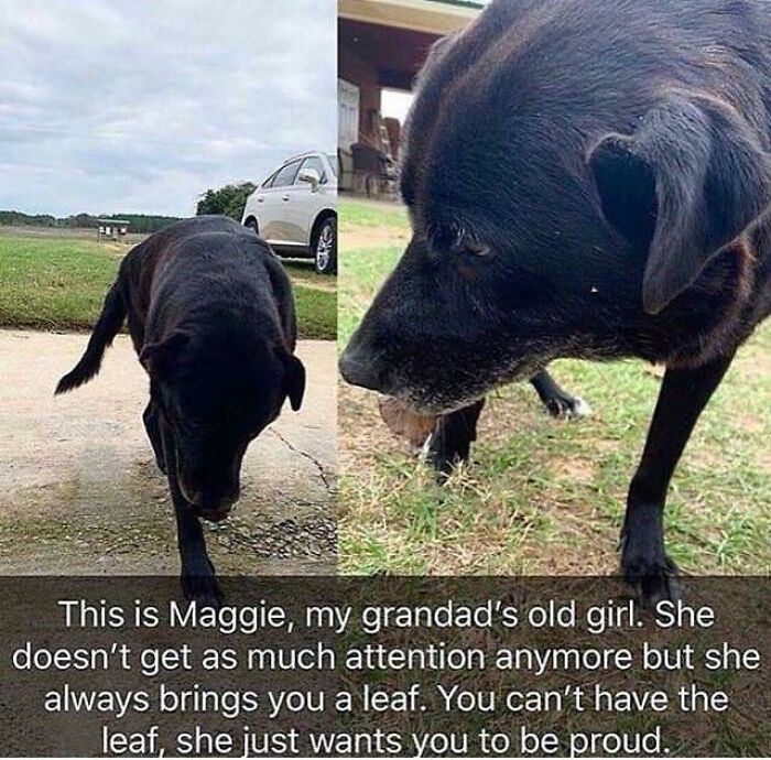 One Of The Best Puppers I've Ever Seen