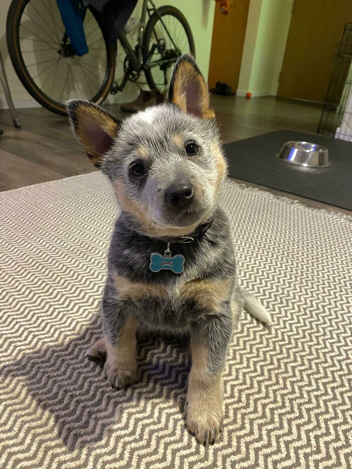 My 9 Wk Old Blue Heeler Pup, Aari. 90% Adorable, 10% Demonic