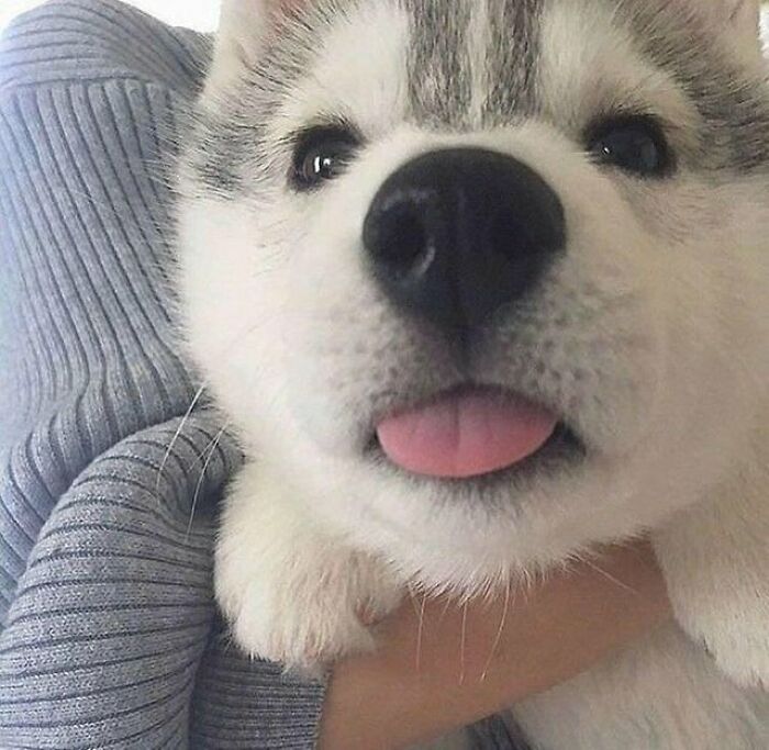 Look At This Tiny Pink Tongue
