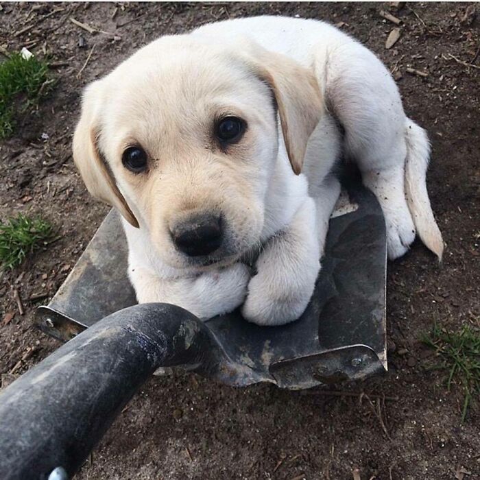 No Dig Pls, I Dig. Pet Me Pls