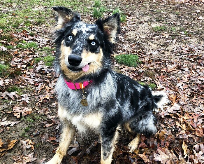 This Is My Dog, Frankie. I’m Pretty Sure There’s Just Elevator Music Playing Inside Her Head All The Time