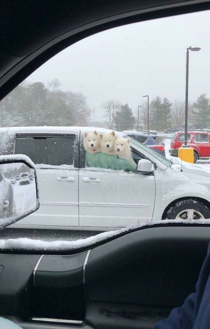 Snow Bois In Natural Habitat