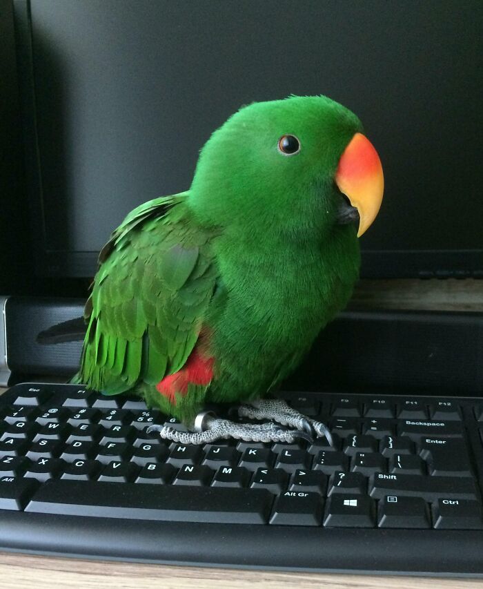 a green parrot staying on the keyboard