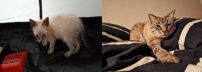 Found At 4 Weeks Old While Camping