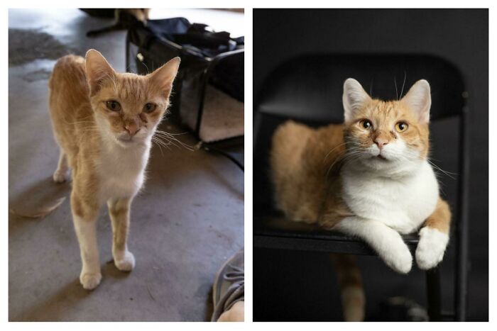 We Found Apollo As A Skinny Stray With A Broken Jaw, Open Wounds And Multiple Infections. In His New Home, He’s Handsome And Chunky