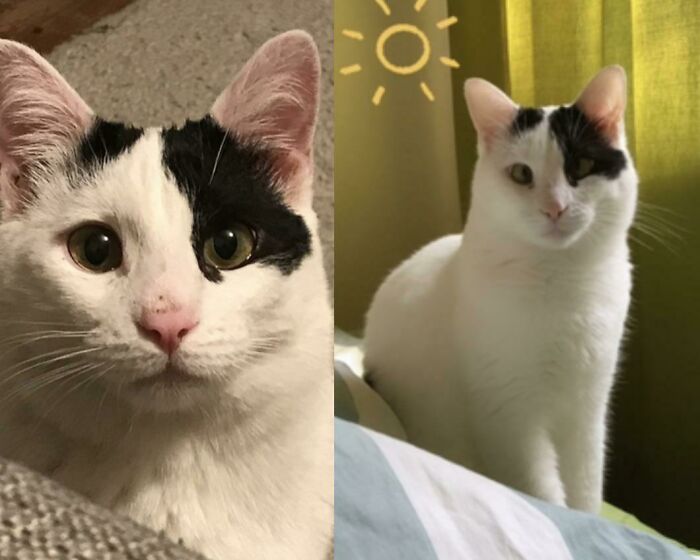  My Cat That I Found In A Plastic Bag And Rescued Four Years Ago