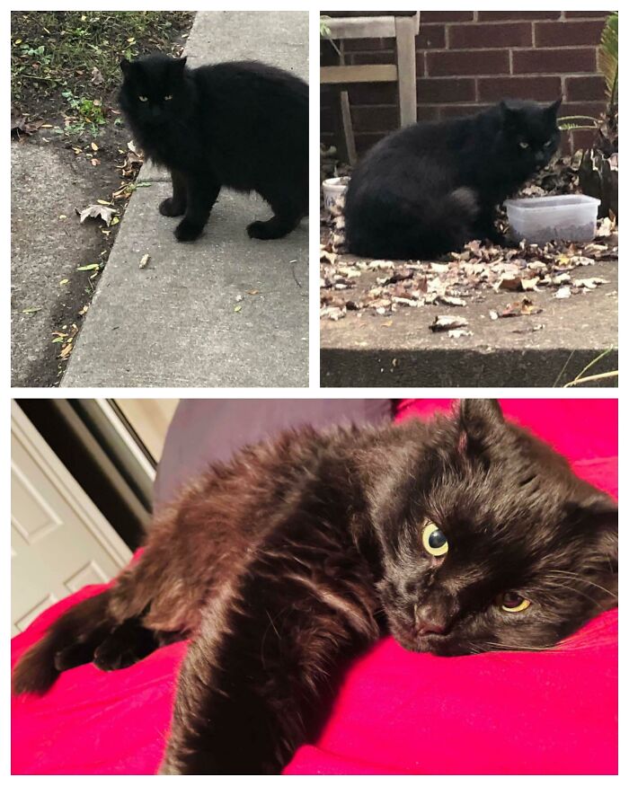 Sweet Willow Got Adopted Last Night! From Cold, Hungry, Outdoor Boy, To Indoor King! 