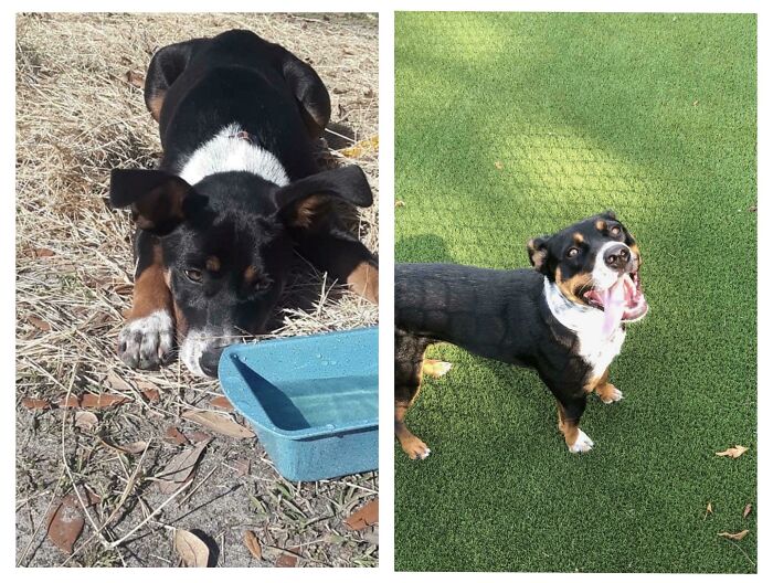 1 Year Later, From Being Abandoned In A Park In Georgia To Becoming My Absolute Best Friend, Thank You To Whoever Left Her
