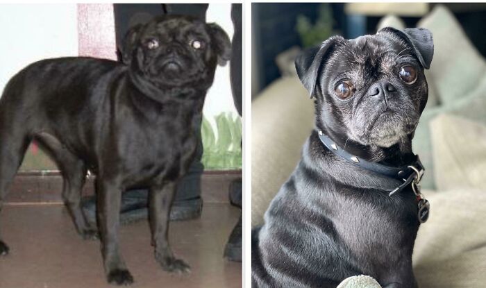 10 Years Since I Saw Lucy’s Adoption Photo On The Left And Scooped Her Up At The Shelter. She’s Been My Adventure Buddy And Snuggly Companion Ever Since