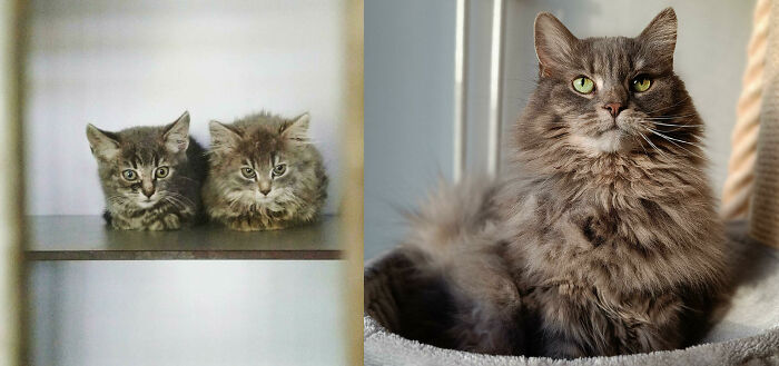 From Very Scared To Very Sassy. Brought To The Shelter I Worked At 7 Years Ago, A Tad Feral. Now A Very Happy Girl!