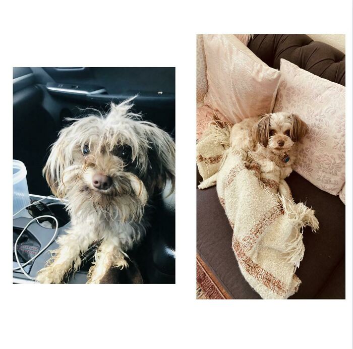 Lexi, The Day Found And A Year Later