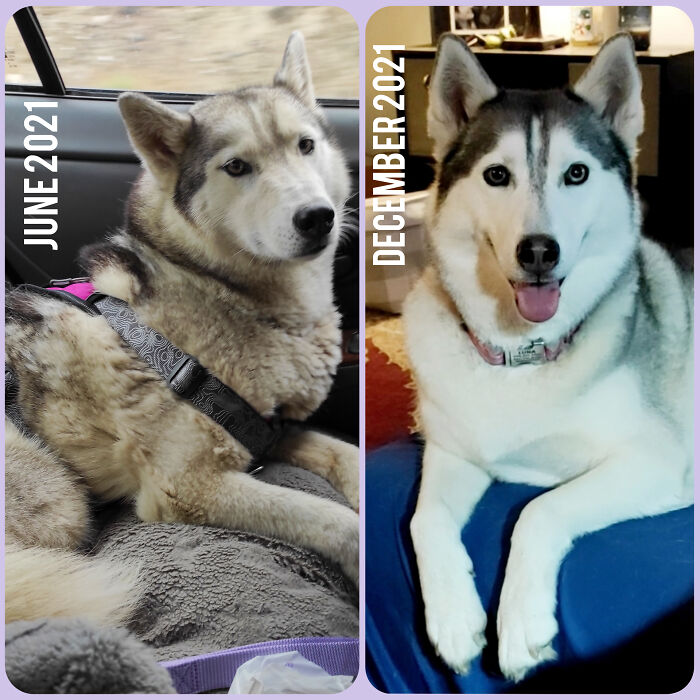 Luna ha estado con nosotros durante 6 meses. Ella estaba tan sucia, con el pelo apelmazado, asustada/enfadada, y con un montón de dolor por una lesión y por el abuso sufrido